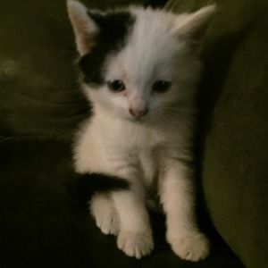 Meet your Posher, Xael